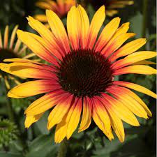 ECHINACEA p. Sombrero Special Yellow Red