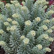 Mediterranean Spurge (Euphorbia Characias Silver Swan PBR)