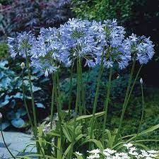 Agapanthus Amourette Blue