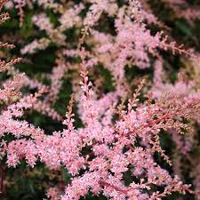 Astilbe Sprite - Herbaceous - Windyridge Garden Centre