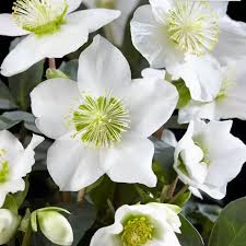 Helleborus N. Christmas Carol - Herbaceous - Windyridge Garden Centre
