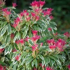 Pieris Flaming Silver