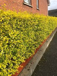 Golden Privet (Ligustrum Ovalifolium Aureum) 3 Ltr