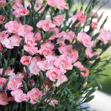 Dianthus Peach Party  P12