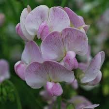 Lathyrus latifolius Pink Pearl