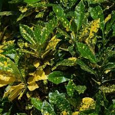 Aucuba Jap. Variegata - Shrubs - Windyridge Garden Centre