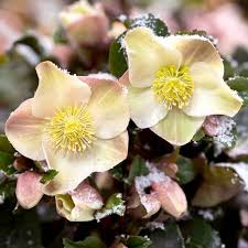 Helleborus Cinnamon Snow - Herbaceous - Windyridge Garden Centre