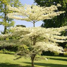 CORNUS CONTROVERSA VARIEGATA