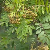 Sorbus Joseph Rock - Trees - Windyridge Garden Centre