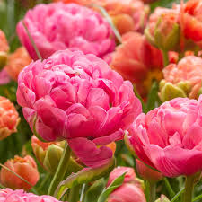 TULIP AMAZING GRACE 6
