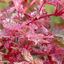 Acer conspicuum Red Flamingo