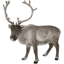 Real Life Reindeer C X 1 - Ornaments - Windyridge Garden Centre