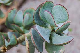 Crassula Arborescens Undulatifolia   P17 - Indoor Plants - Windyridge Garden Centre
