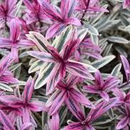 Hebe Magicolors Heartbreaker - Shrubs - Windyridge Garden Centre