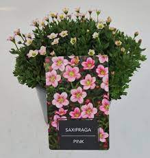 Saxifraga Pink 3 Ltr