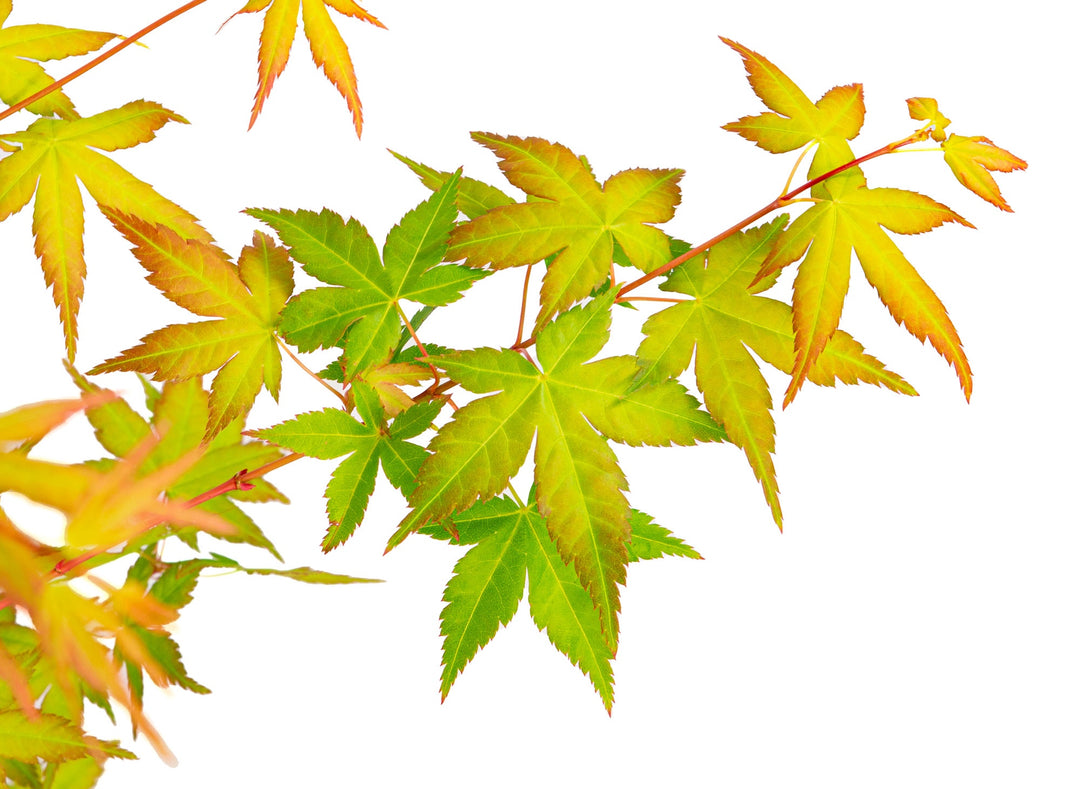 Acer Palm. Bi Hoo - Trees - Windyridge Garden Centre