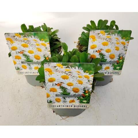 Leucanthemum (S) 'Madonna' - Herbaceous - Windyridge Garden Centre