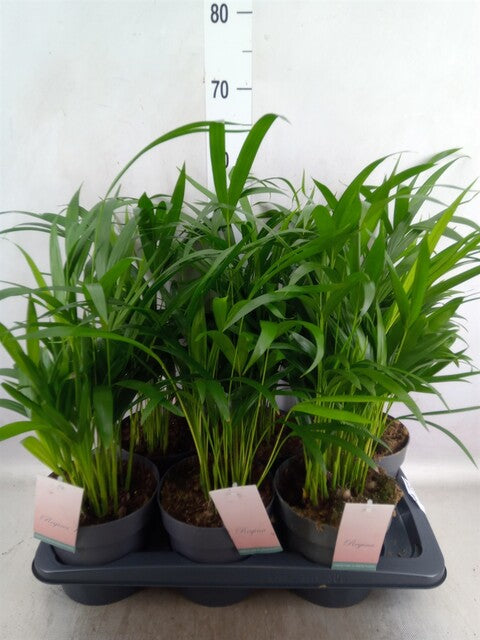 Dypsis Lutescens ...Chrysalidoca Areca - Indoor Plants - Windyridge Garden Centre