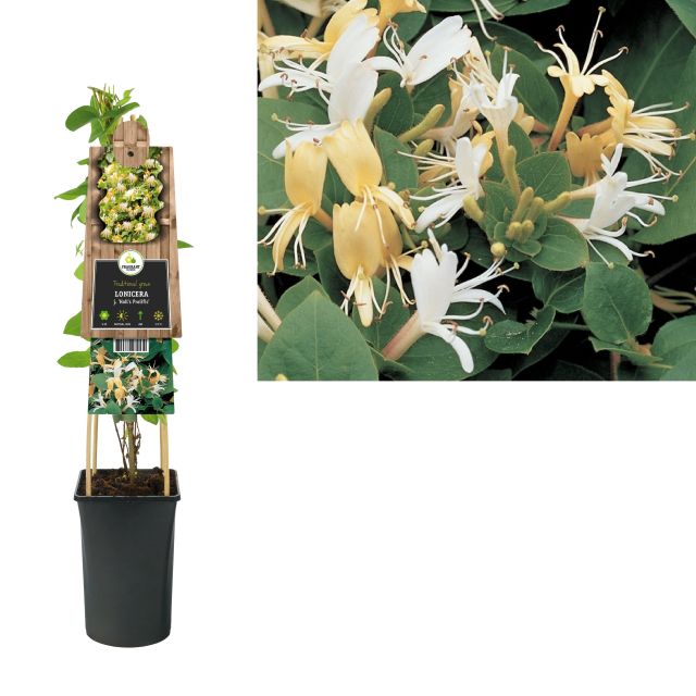 lonicera japonica hall's prolific Buy Lonicera Japonica Hall S Prolific / S-Pot(2,25 L) Online