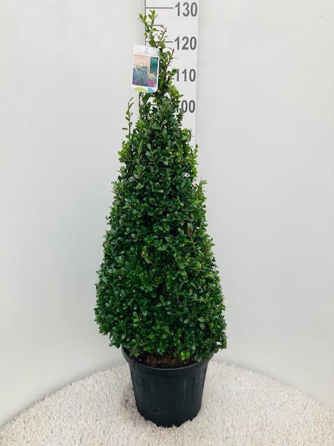 Ilex crenata  Caroline Upright  / 80-90 CM PYR D12