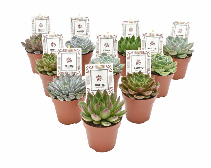 Echeveria 'Rosetta' mix . - Indoor Plants - Windyridge Garden Centre