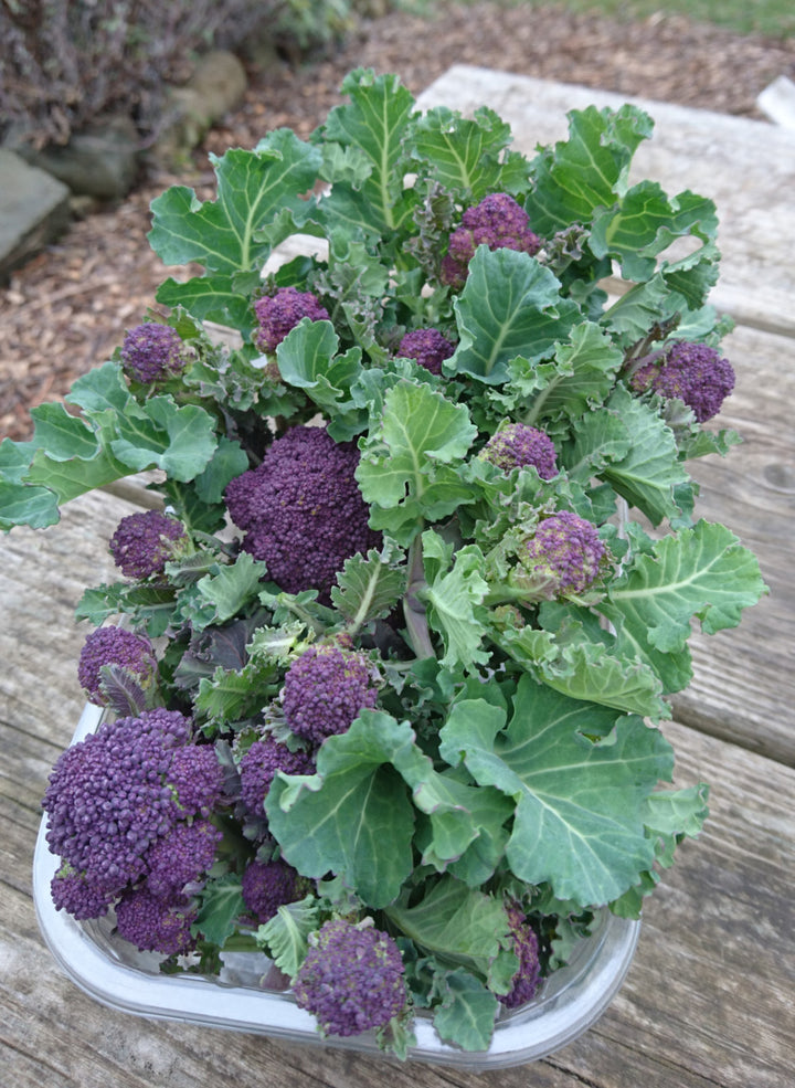 Broccoli Early Purple Sprouting - Seed Packets - Windyridge Garden Centre