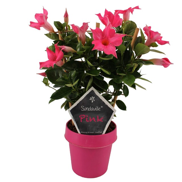 Mandevilla am. 'Sundav Pink' aan espalier - Indoor Plants - Windyridge Garden Centre