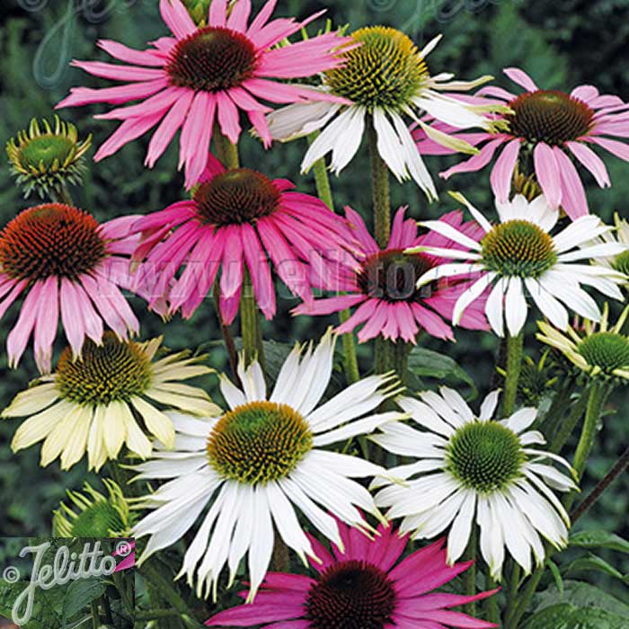 Garden Container Pack Echinacea - Sorbet Shades 3 - Bulbs - Windyridge Garden Centre