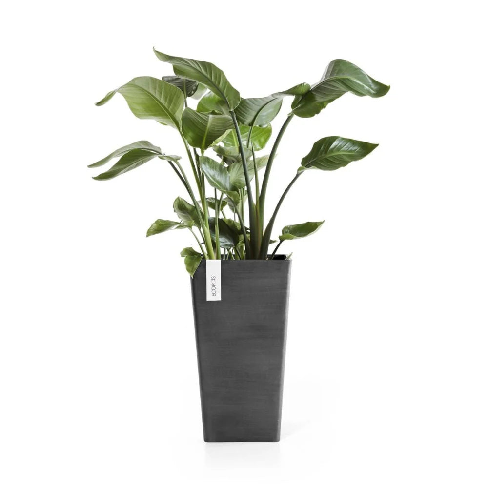 Rotterdam Mid High Dark Grey Ø56 - Pots - Windyridge Garden Centre