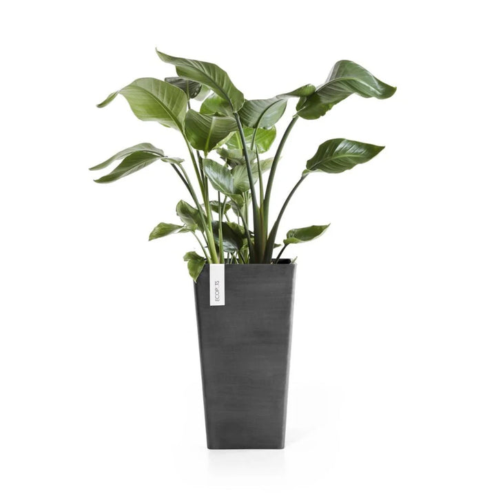 Rotterdam Mid High Dark Grey Ø56 - Pots - Windyridge Garden Centre