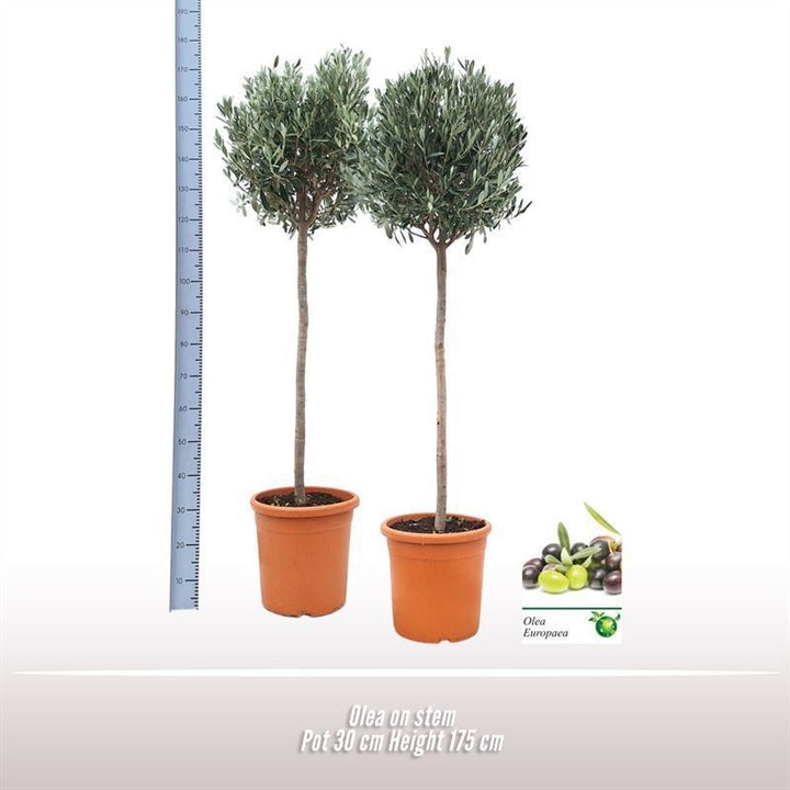 Olea europaea on stem P30