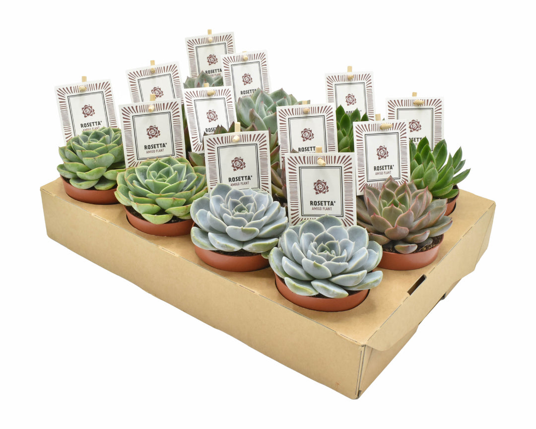 Echeveria 'Rosetta' mix .