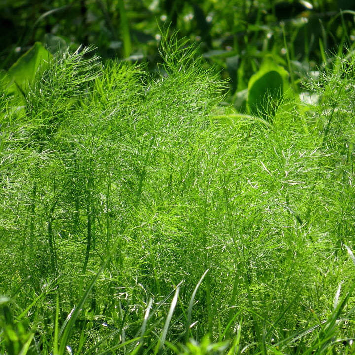 Dill-Planted-1