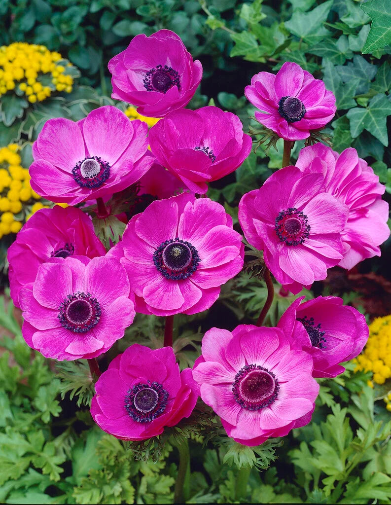ANEMONE SYLPHIDE X 10