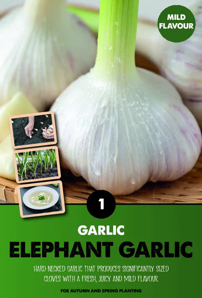 Garlic Elephant 1 - Bulbs - Windyridge Garden Centre