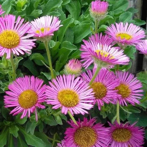 Fleabane Erigeron Glaucus Sea Breeze (2Ltr Pot)