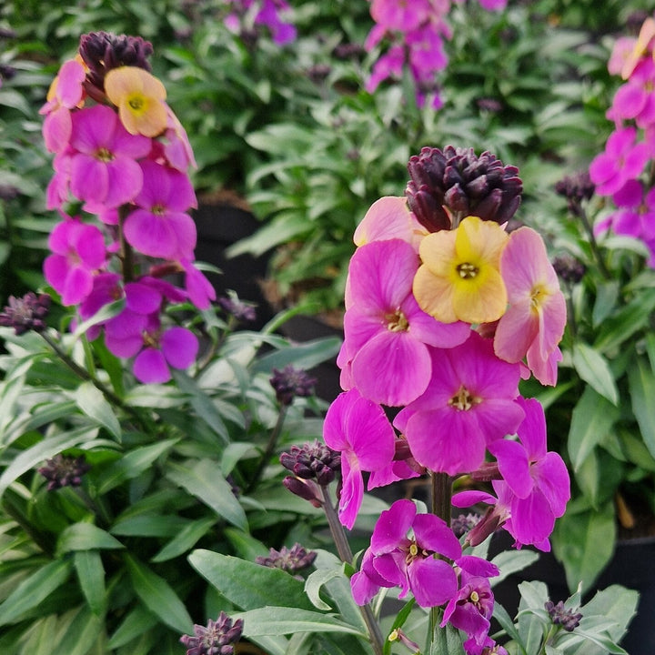 Erysimum Leya Purple Glow