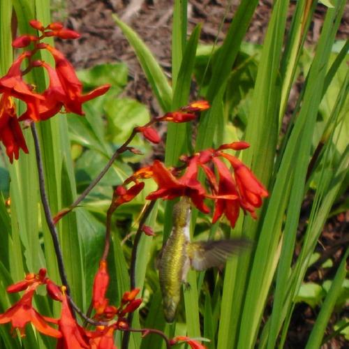 Crocosmia Babylon - Herbaceous - Windyridge Garden Centre