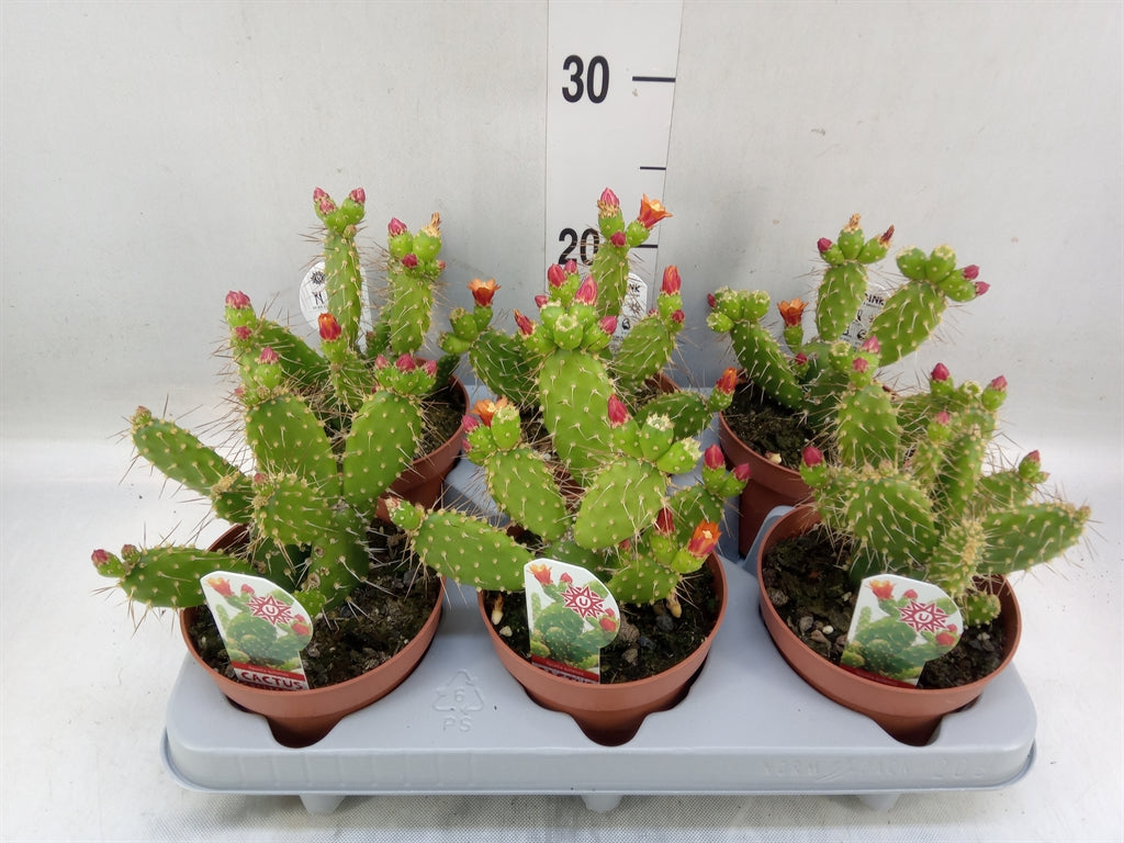 Opuntia Quitensis Flowering - Indoor Plants - Windyridge Garden Centre