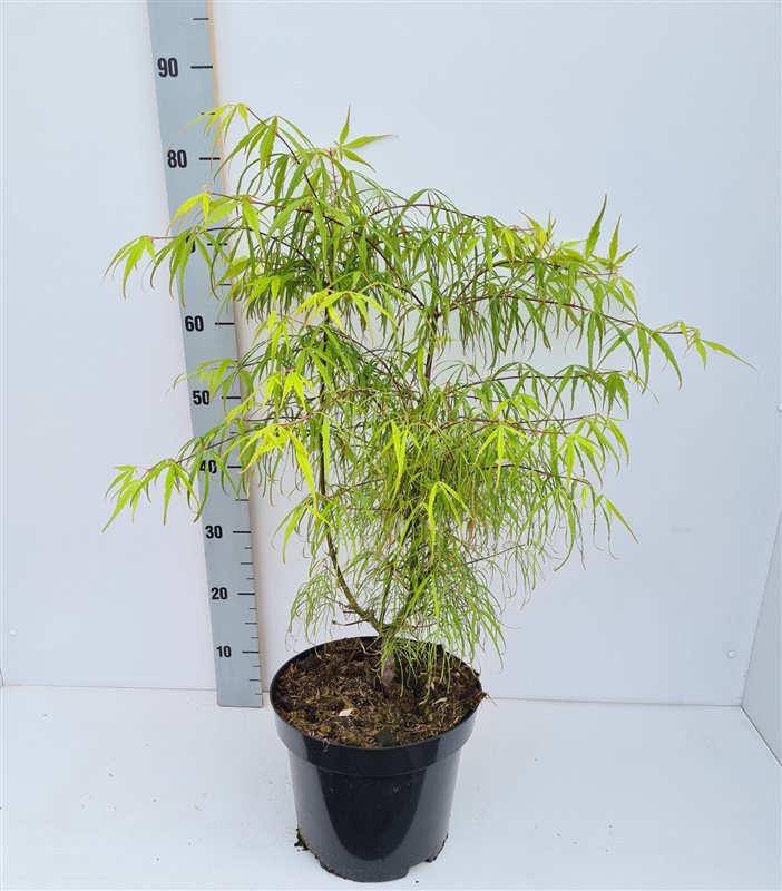 Acer-palmatum-Koto-no-ito-Potted-1