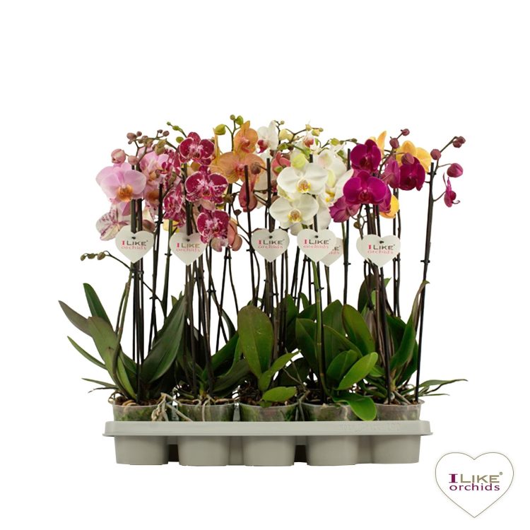 Phalaenopsis mix  P12 - 3 stem60 cm