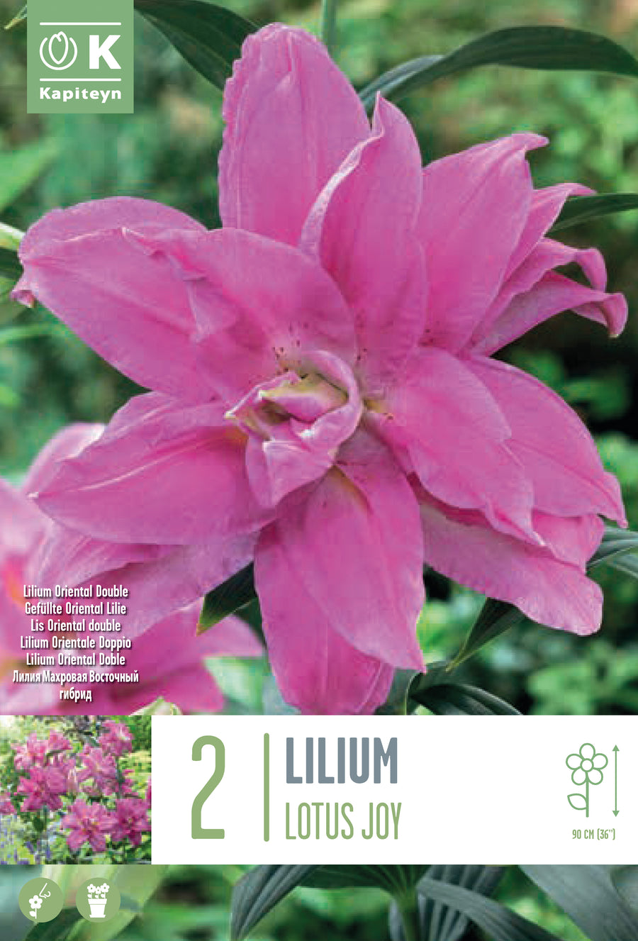 Lilium Lotus Joy 2 - Bulbs - Windyridge Garden Centre