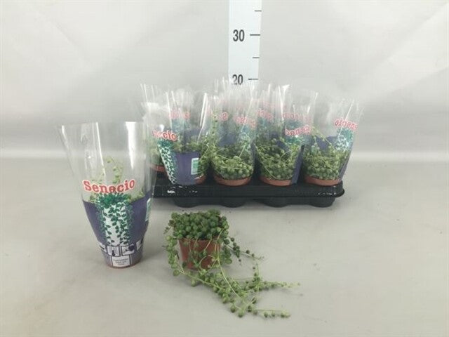 Senecio rowleyanus Midi 9cm