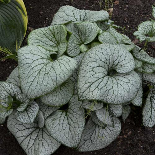 Brunnera Mac. 'Sterling Silver' - Herbaceous - Windyridge Garden Centre