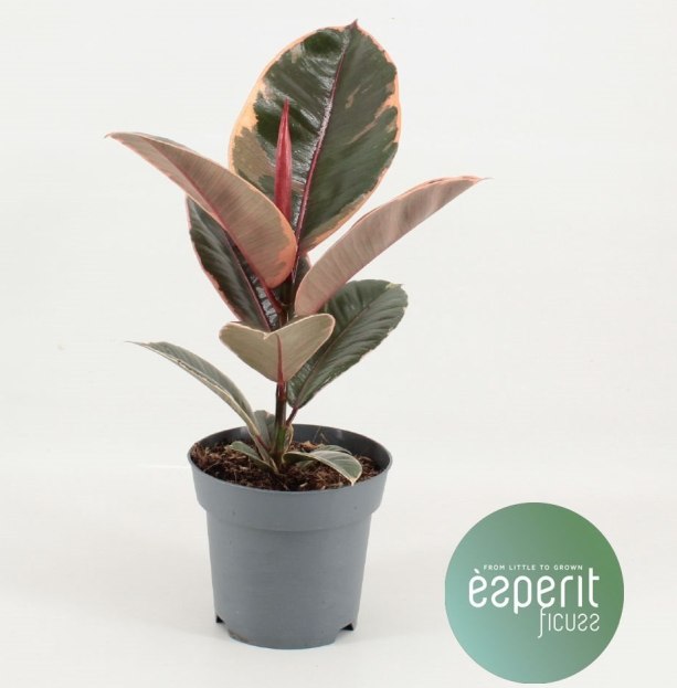Ficus Elastica Belize  P14 - Indoor Plants - Windyridge Garden Centre