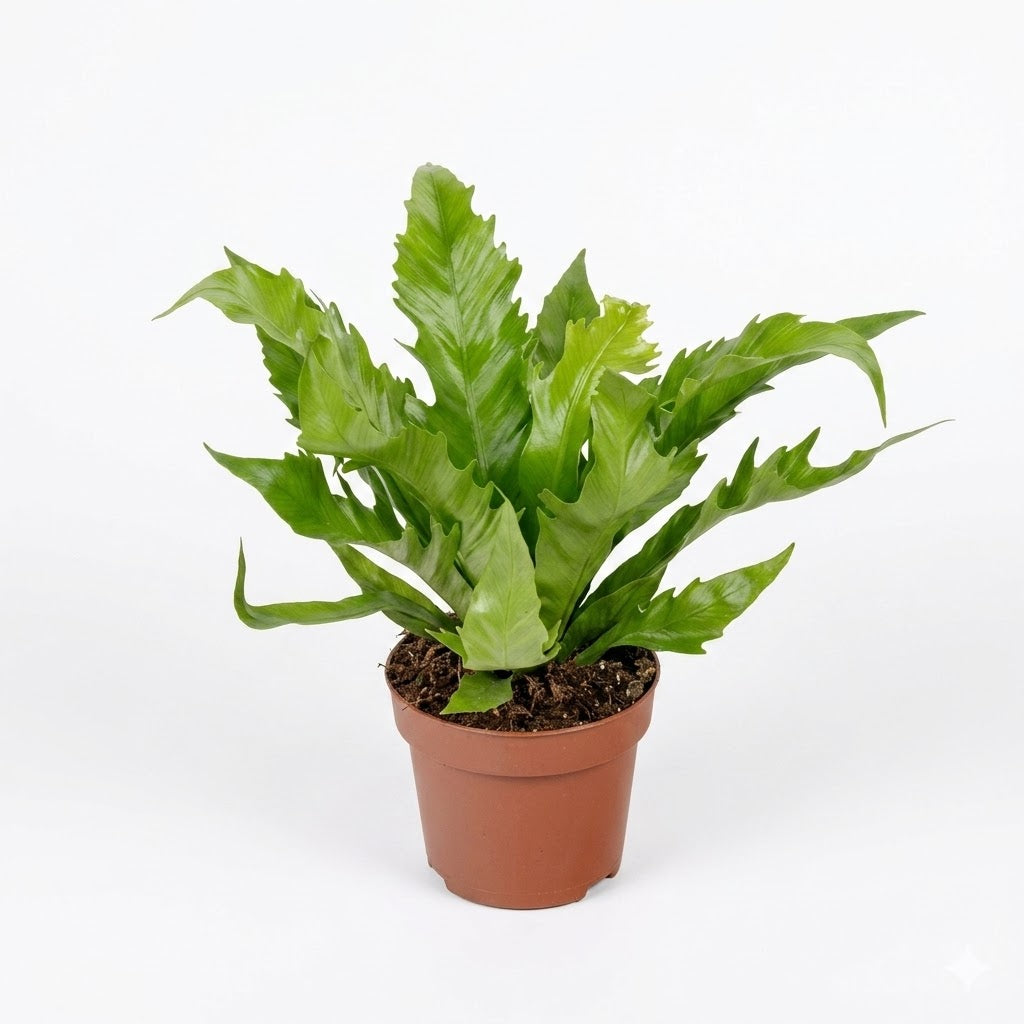 Asplenium ant. Gioia P12 - Indoor Plants - Windyridge Garden Centre