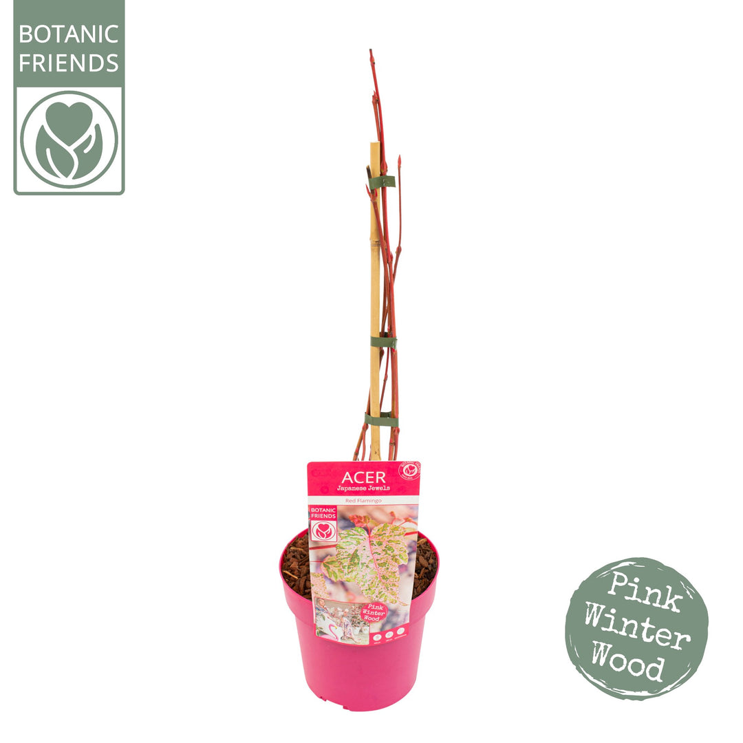 Acer conspicuum Red Flamingo