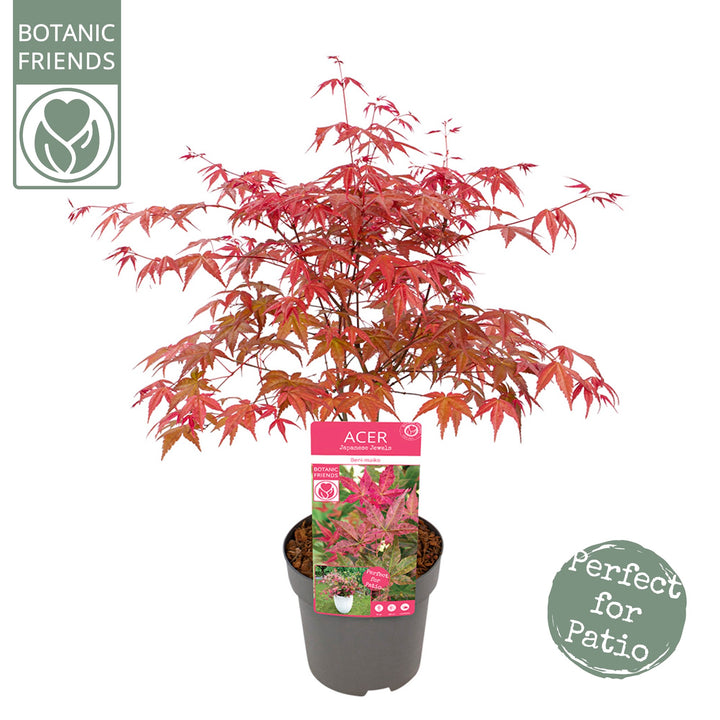 Acer Beni-maiko
