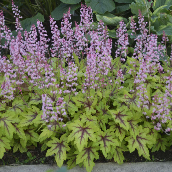 Foamy-Bells-(Heucherella-Eye-Spy)-Planted