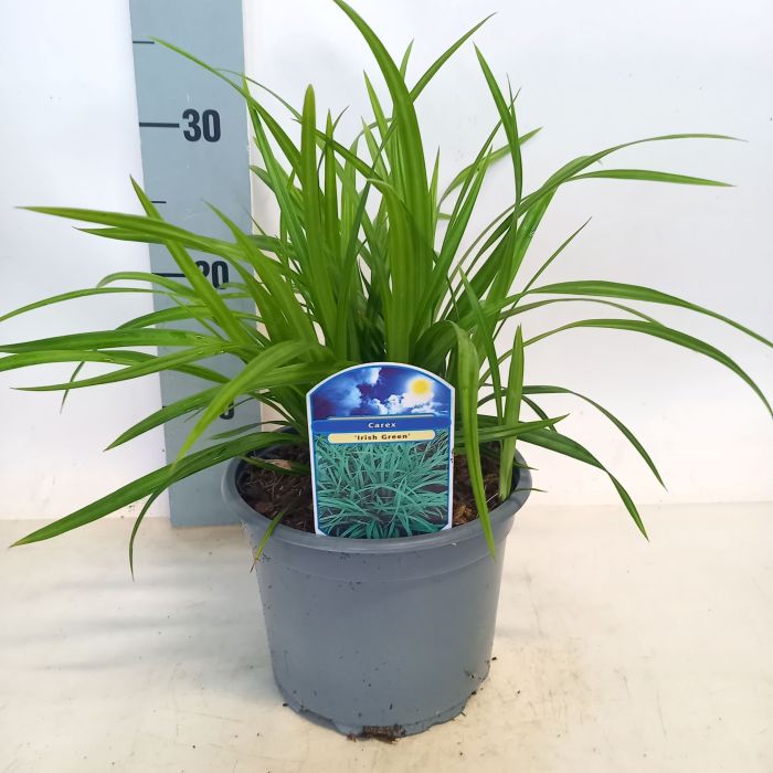 Carex Irish Green 2 Ltr pot